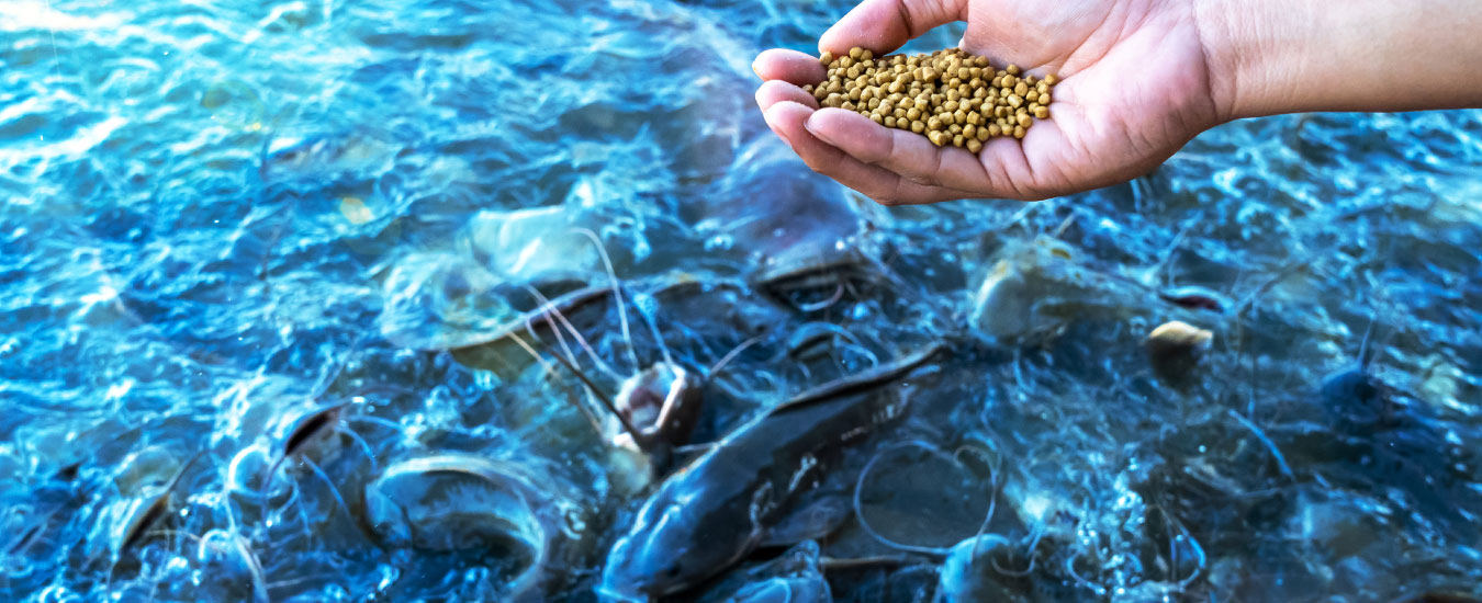 Feeding the Catfish at Hammeripal Lake